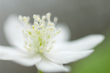 anemone flaccia 