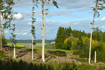 Wald,  Forst,  Waldlandschaft,  Kahlschlag,  Schonung,  Naturverjüngung, Schirmhieb