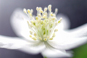 Obraz premium anemone flaccia 