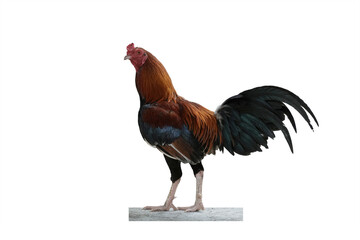 male chicken or big cock isolated on white background. This has clipping path.