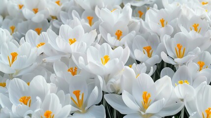 Generative AI : Crocus Iridaceae. Iris Family. White crocuses field flowers. Early Spring time background. - obrazy, fototapety, plakaty