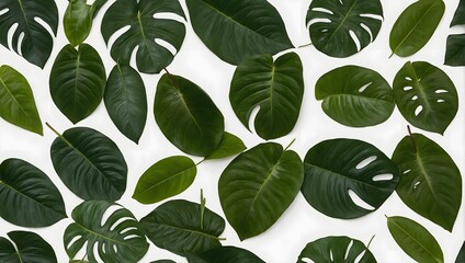 top view of green tropical plant leaf isolated on white background