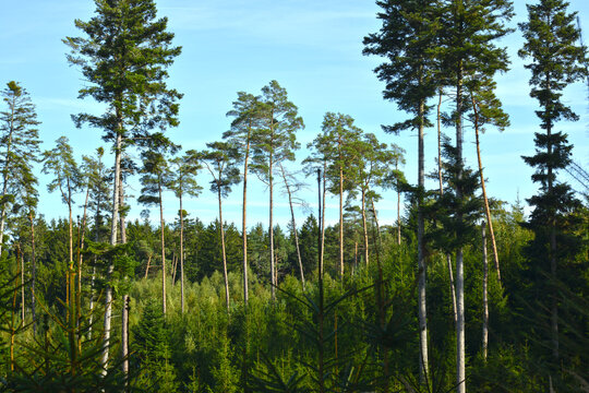 Wald,  Forst,  Waldlandschaft, Mischwaldverj&uuml;ngung