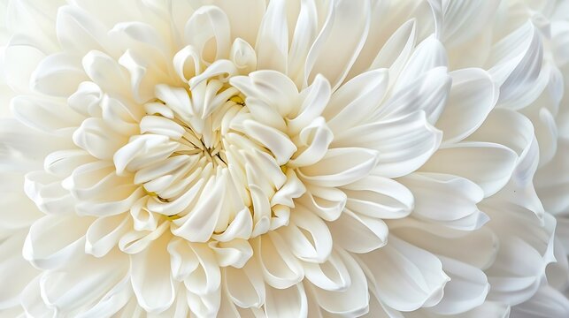 Generative AI : Closeup abstract white chrysanthemum flower background.