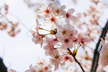 Whispers of Spring: Sakura Blossoms Adorning the Sky