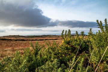Naklejka premium Gorse at the Loughderryduff windfarm is producing between Ardara and Portnoo