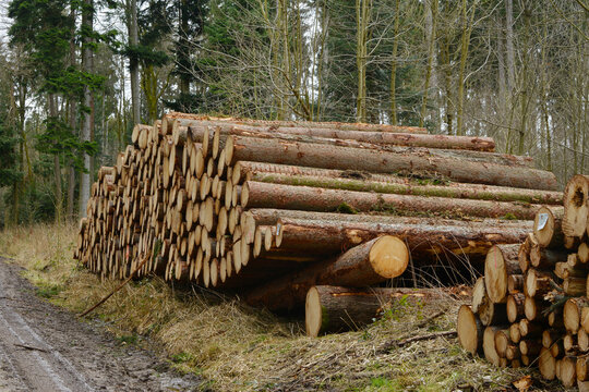 Holz aus  Bayern,  Holzlagerung am Rande eines Forstweges