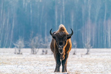 European bison (Bison bonasus) in winter Bialowieza forest, Poland