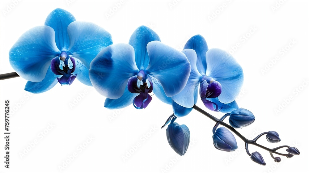 Poster generative ai : orchid branch with blue flowers isolated on white background