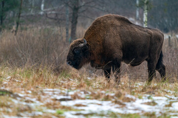 European bison (Bison bonasus) in winter Bialowieza forest, Poland