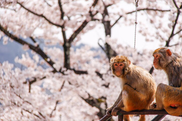 Monkeys at Play Beneath the Sakura’s Gentle Bloom