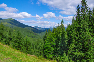 beautiful mountain summer landscape. Carpathians, Ukraine