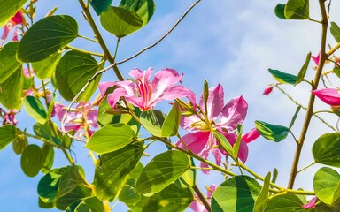 Pink red purple flowers plants in tropical forest nature Mexico.