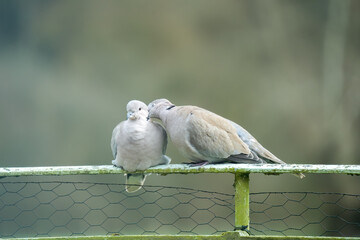 close up of a pair of collared doves (Streptopelia Decaocto) petting whist perched on a railing - obrazy, fototapety, plakaty