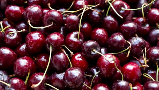 Wallpaper of cherries picked in the town of San Climent, Barcelona, Spain