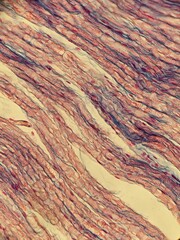 photo of section of human tissue under the microsocope 