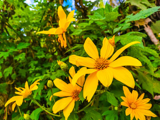 Yellow beautiful tropical flowers Arnica and plants in Mexico.
