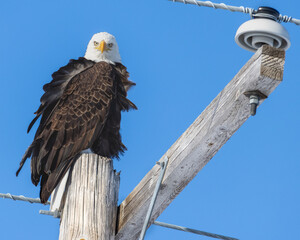 Bald Eagle on Power Line 