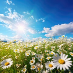 Green blooming field with white daisies over a blue sky with clouds.