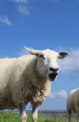 sheep on dike in terschelling