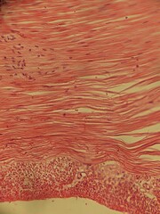 photo of section of human tissue under the microsocope 