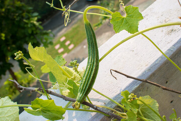 Ridge gourd in Kitchen Terrace Garden