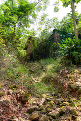 Jungle and green vegetation outdoors in the countryside