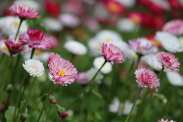 white and pink daisies in the garden
