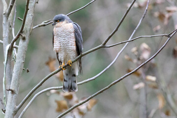 Obraz premium Eurasian sparrowhawk sitting on a tree branch