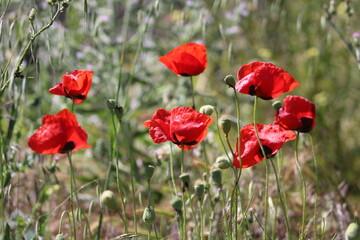 Papaveraceae flower on background. Papaver rhoeas. 