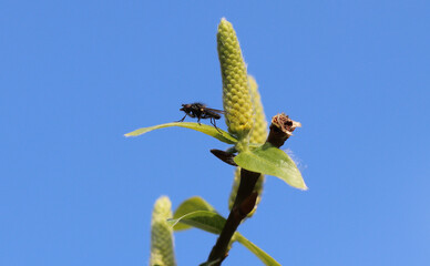 Märzfliege - St. Mark's fly