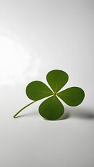 four leaf clover isolated on white background
