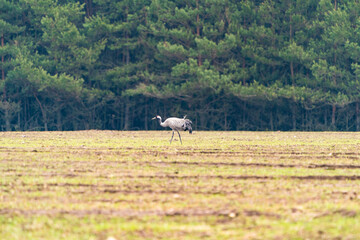 Fototapeta premium Common Crane (Grus grus) in Bialowieza park, poland