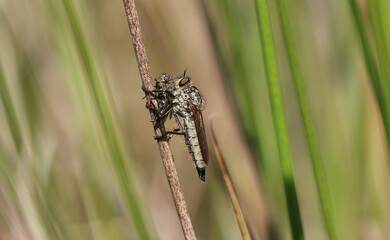 Garten-Raubfliege - Robber Fly