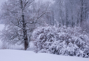 Winter landscape with snow-covered trees.
