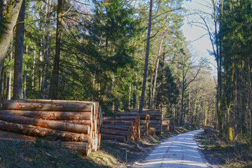 Wald, Forst, Holzlagerung  Holzpolter von Fichte, L&auml;rche und Kiefer