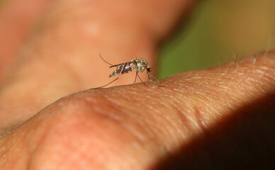 Gemeine Stechm&uuml;cke - Northern house mosquito