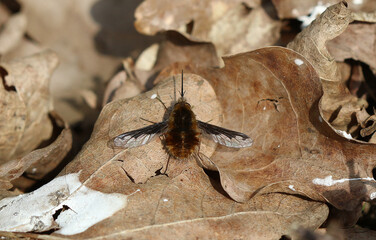 Großer Wollschweber - Large Bee-fly
