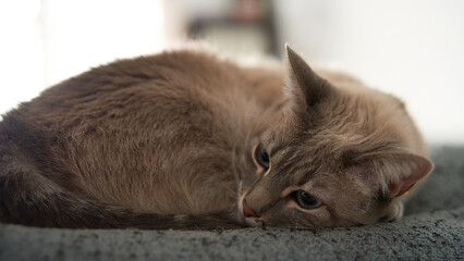 A cat is laying on a bed with its head resting on its paws. The cat appears to be relaxed and comfortable