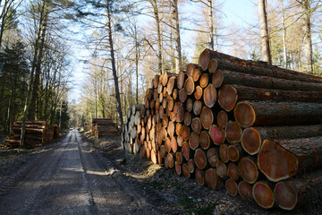 Wald, Forst, Holzlagerung  Holzpolter von Fichte, Lärche und Kiefer