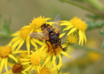Igelfliege - Bristly-Fly