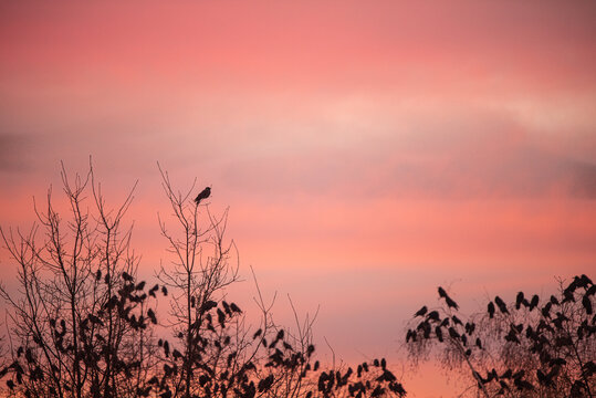 A bird is perched on a tree branch in front of a pink sky
