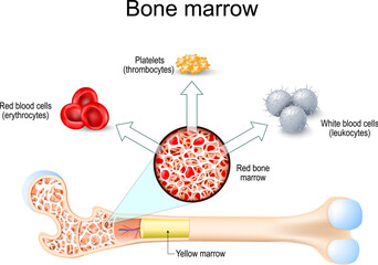 bone marrow. Hematopoiesis.
