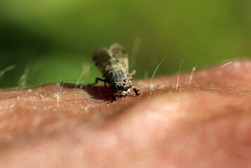 Regenbremse - Common Horse Fly