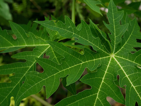 close up of local papaya leaves