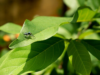 Metallic small spider on avocado leaf. Metallic blue head color.
