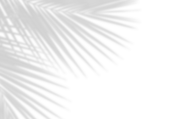 Realistic gray shadow of palm leaf isolated over a transparent background. natural leaves shadow and summer design elements, top view, flat lay