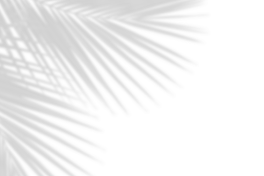 Realistic gray shadow of palm leaf isolated over a transparent background. natural leaves shadow and summer design elements, top view, flat lay
