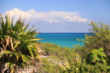 beach with palm trees, caribbean