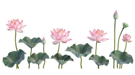 Group of three, four, five blooming lotus isolated on white background PNG